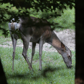 čo to máš na očku?