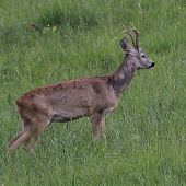 Včera okolo mňa prebehol ,dnes aj zastal:)