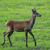 Večerná promenáda:)