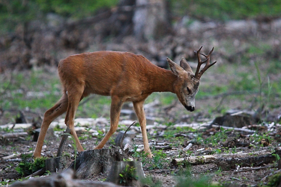 Čo fešáčik,od frajerky?