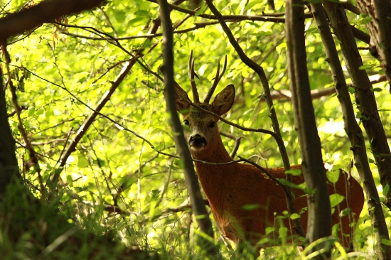 Capreolus capreolus