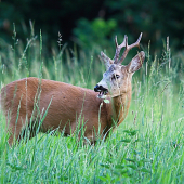 Nerušiť prežúvam:)