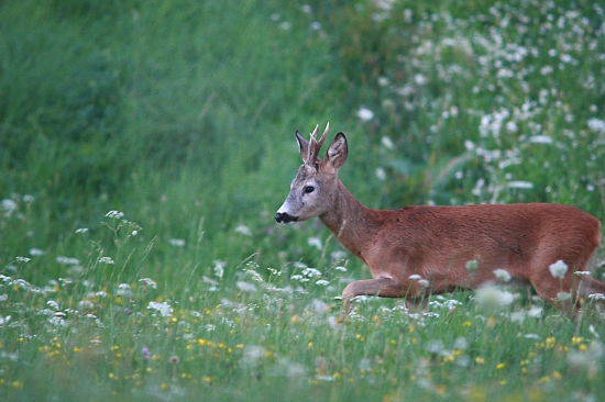 Dnes večer privábený.
