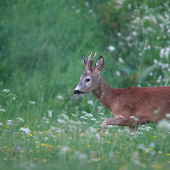 Dnes večer privábený.