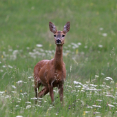 Láska cez internet:)