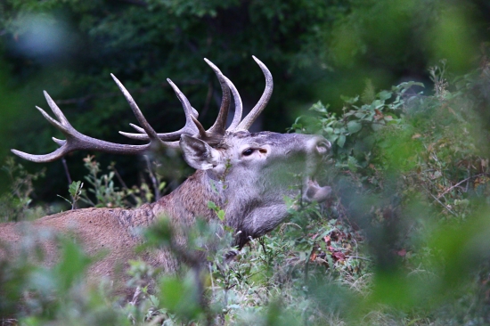 Spevy lásky,a nenávisti.