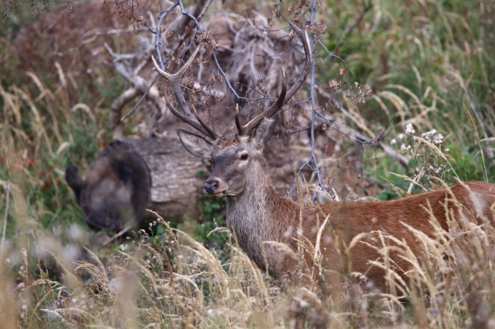 Dobiedzal do krála.