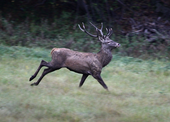 sliedil,ale laňky nikde:)