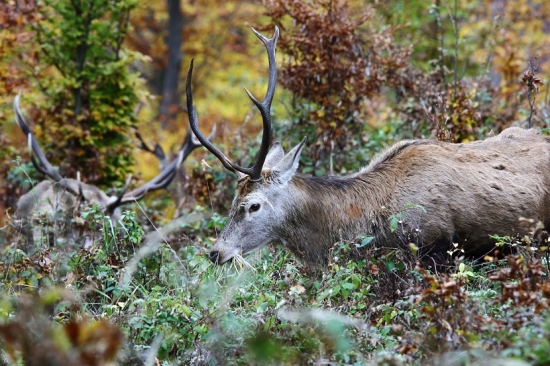Plný priesek úžasu.
