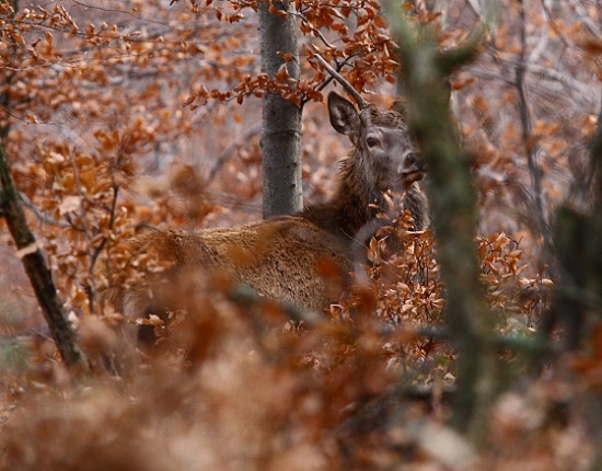 Na pol ihličiak ,na pol listnáč:)