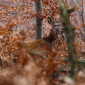 Na pol ihličiak ,na pol listnáč:)