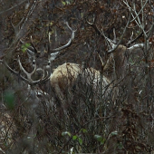 Mládenci v pasečine.