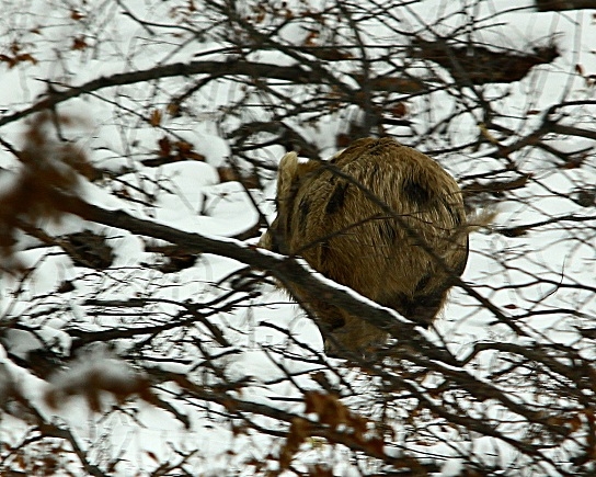 Vypasené zlaté prasiatko:)