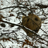 Vypasené zlaté prasiatko:)
