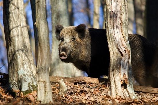 Novoročná bachyňa.