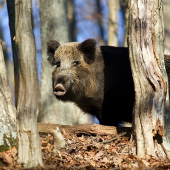 Novoročná bachyňa.
