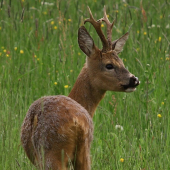 Miláčik,ešte božtek:)