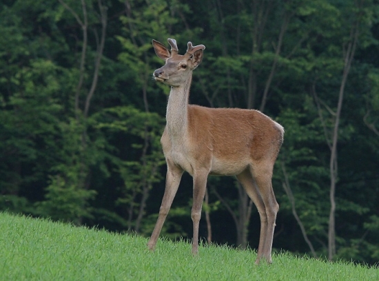 Hádaj na čo myslím:)