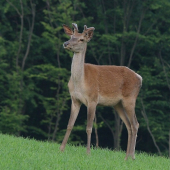 Hádaj na čo myslím:)