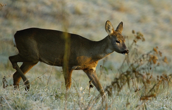 V ranných lúčoch.