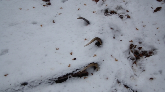 dnes:vlanajší osmák