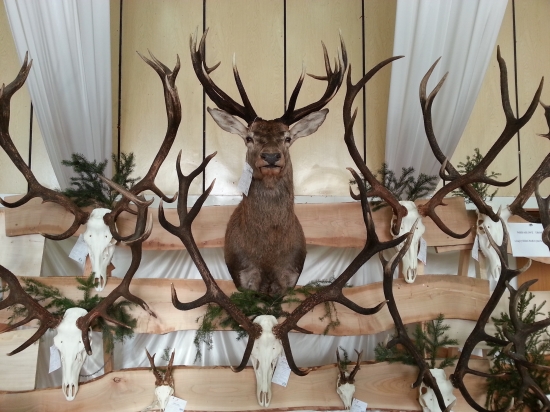 Chovateľská prehliadka HUMENNÉ