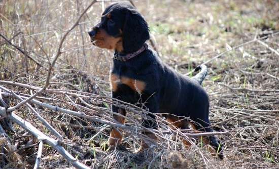 Zara Otis z Holubicke stráně