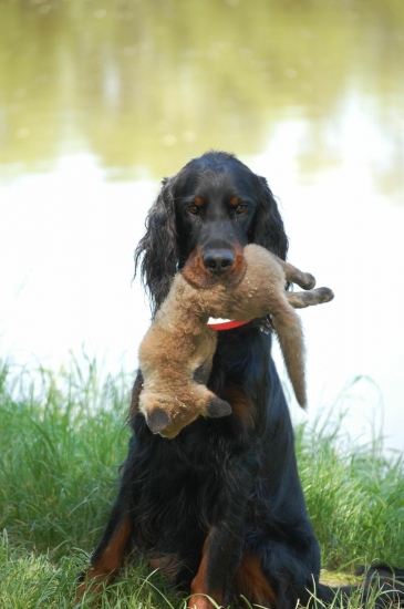 Otis a aport líščaťa