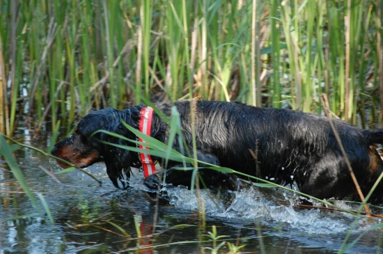 Hľadanie v rákosí - Otis
