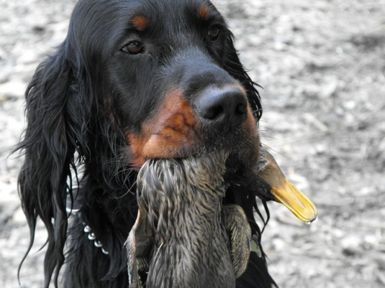 Trening na vodné skušky