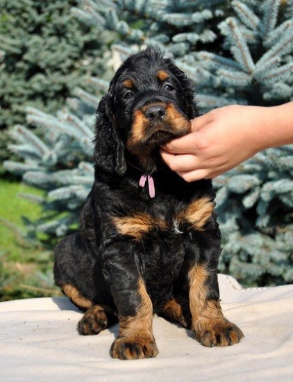 Wizard of Love Shadow Dog