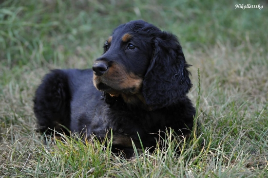 Wizard of Love Shadow Dog
