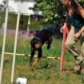 Zara a agility
