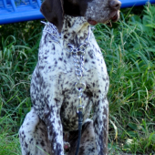 Alanko