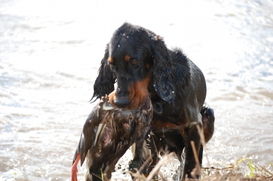Zara a aport káčera - skutočného káčera :-)