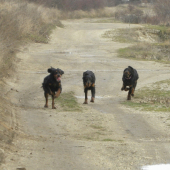 Didi, Zara a Wizzy