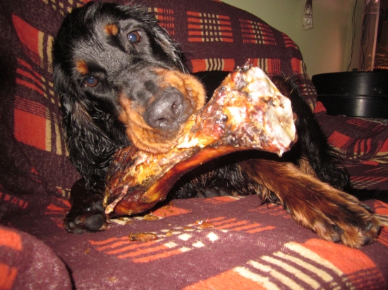 Zara - 1. narodeniny