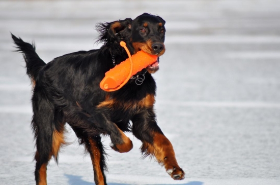 Zara alias Šašo na ľade