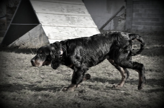 R.I.P. Wizard of Love Shadow Dog