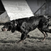 R.I.P. Wizard of Love Shadow Dog