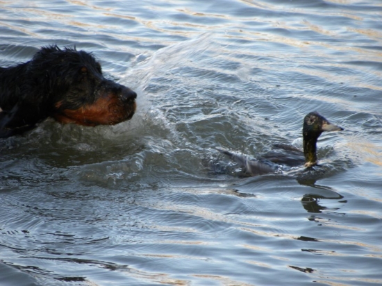 Zara a stopa živej kačice na vode (14 mesiacov)