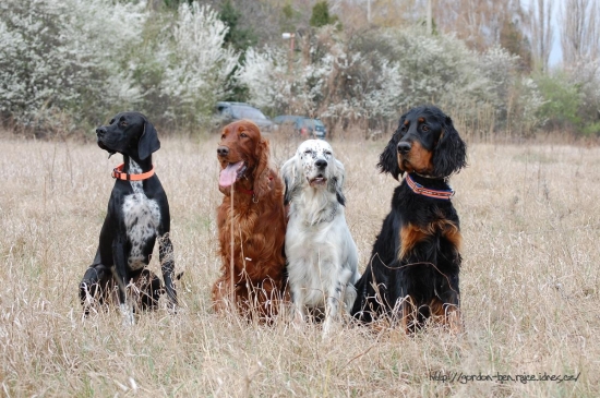 Plemena klubu pointrov a setrov