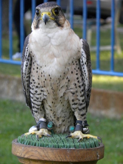 Kalimero