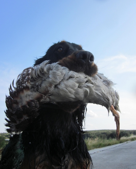 Zara a aport kačice