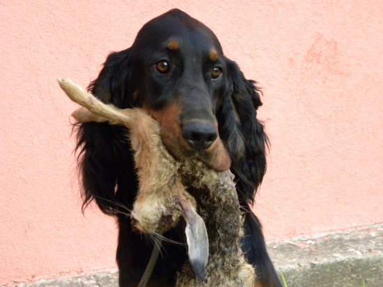 Zara a jej prvé tréningy na zajaca