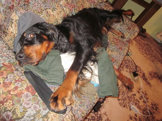 Typický pes lovecký