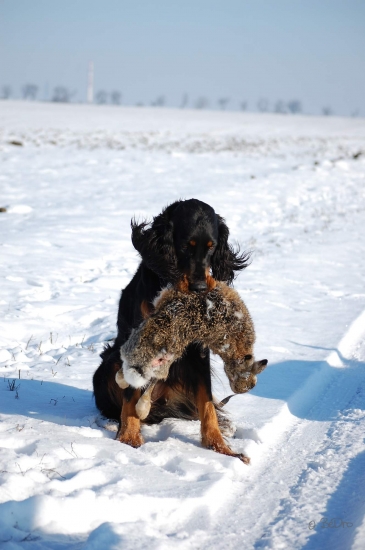 Zara a jej dohľadaný ušiak