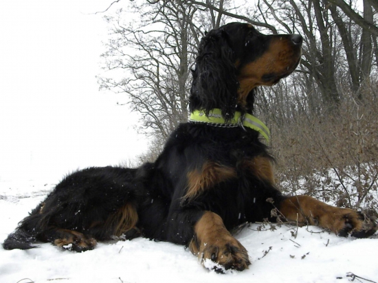 Zarúšik dvojročný :-)