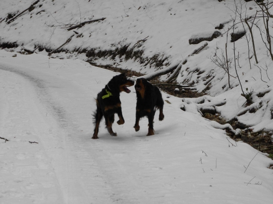 Zara a Diana - gordonie sestry