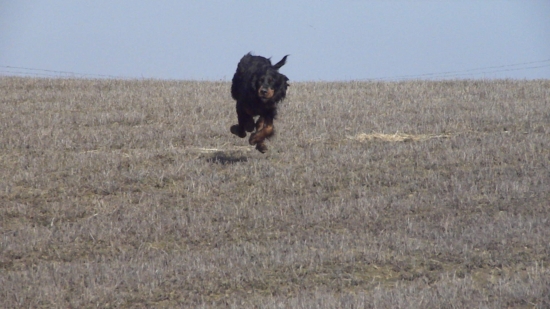 Všetky labky v lufte